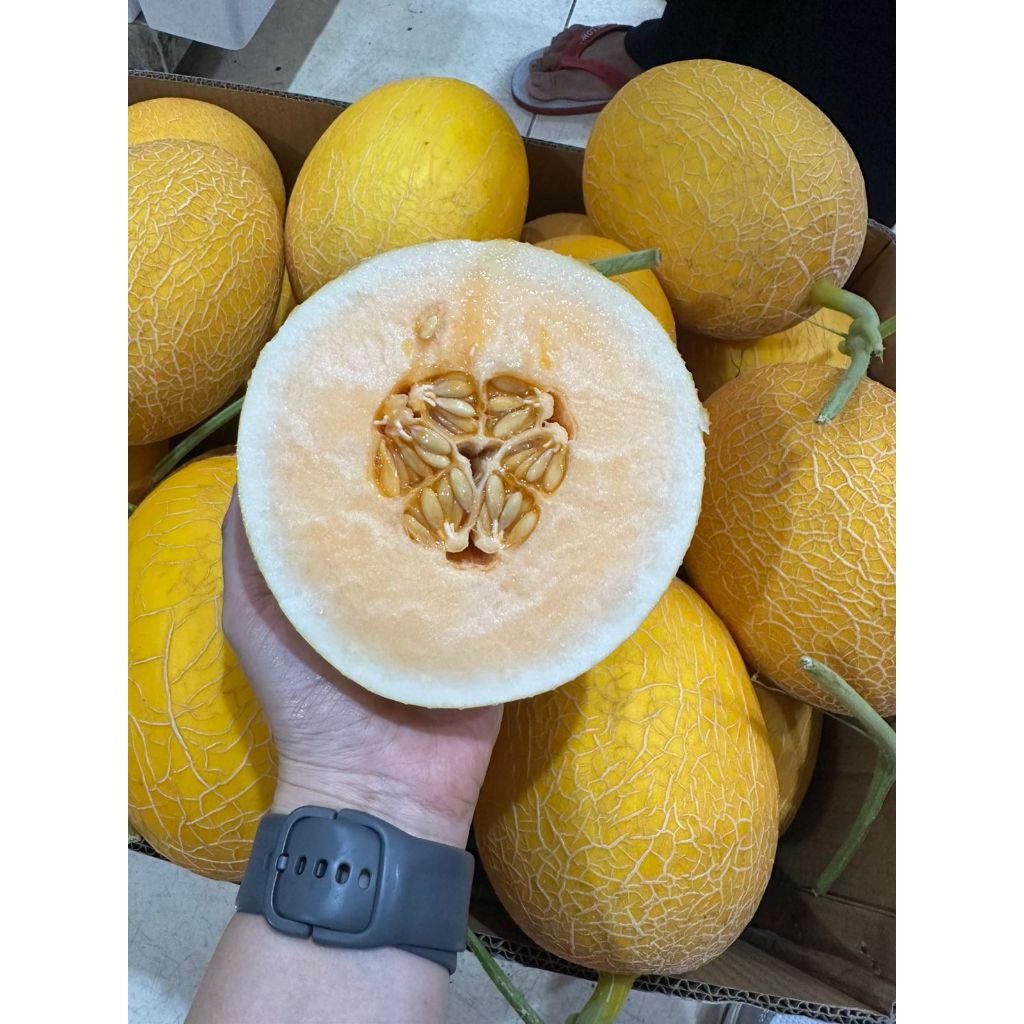 MELON LAVENDER. MELON ORANGE LAVENDER. MELON OREN MELON GARING MANIS FRESH. PREMIUM MELON