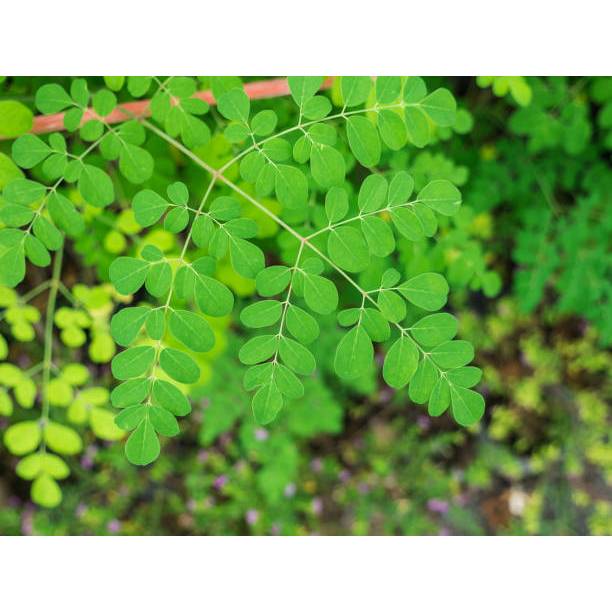 Biji Bibit benih biji bibit kelor HIJAU super