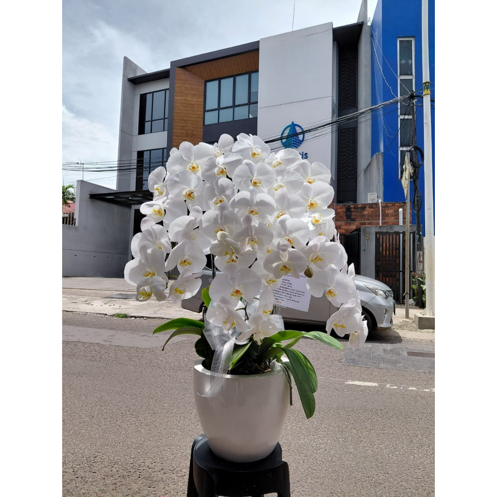 RANGKAIN ANGGREK 5 POHON PUTIH | ANGGREK HIDUP |  ANGGREK POT