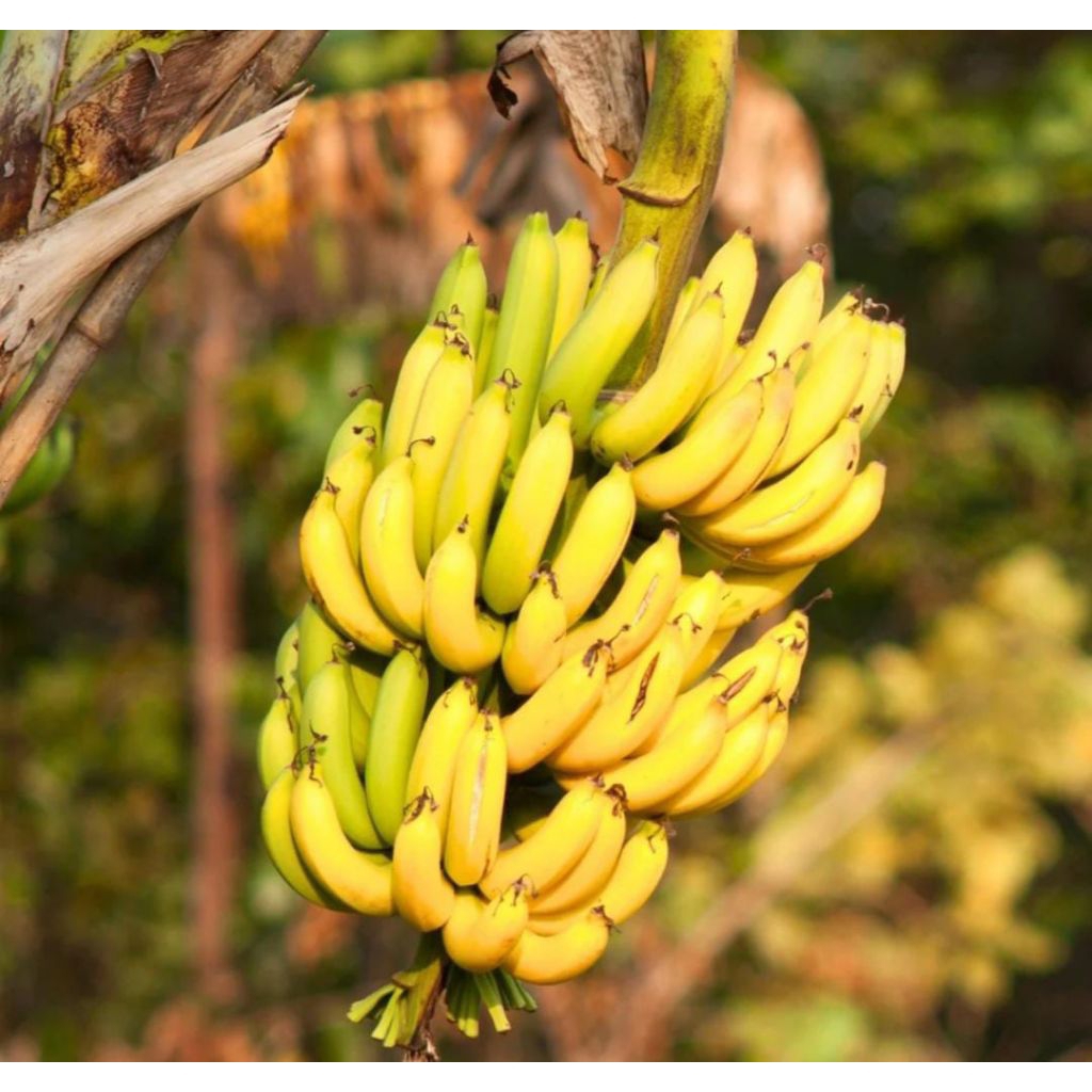 Bibit Pisang Lampung