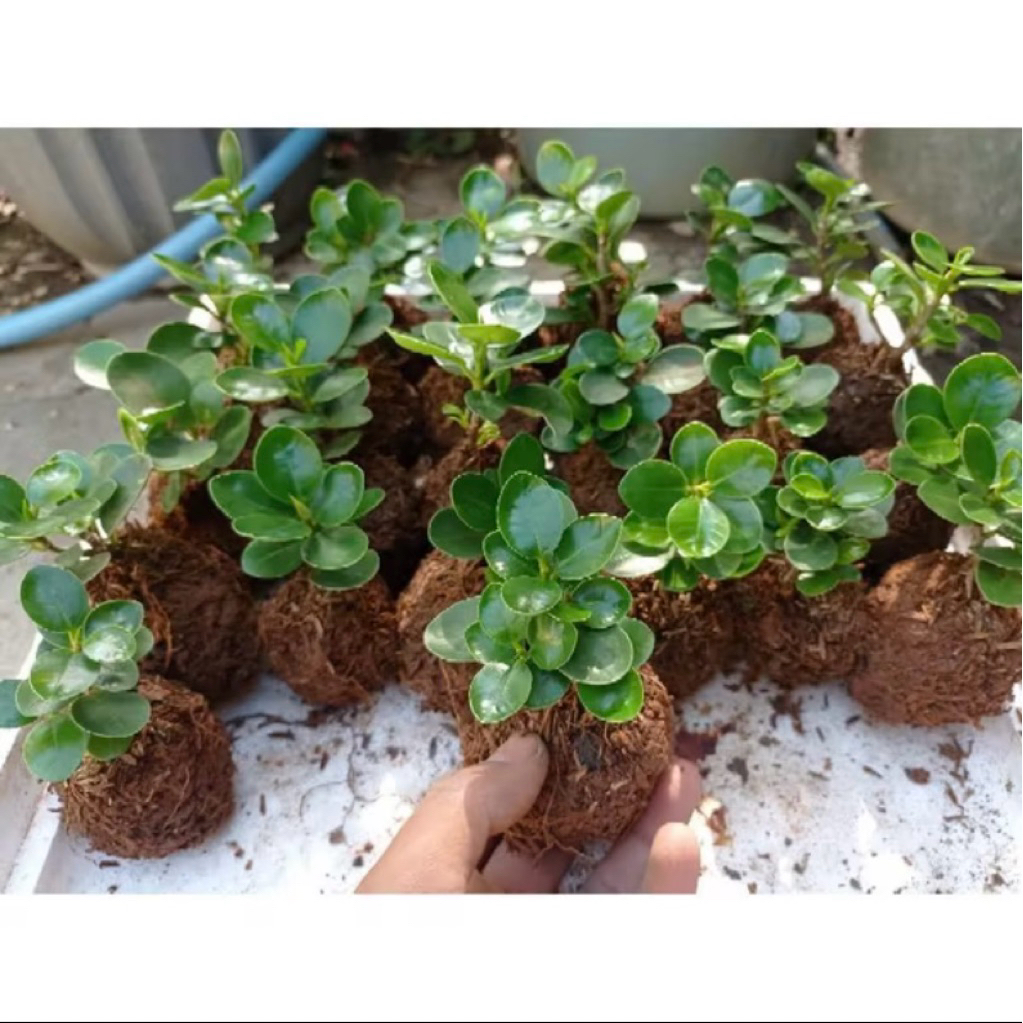 Beringin Dolar Mikro / Mangkok