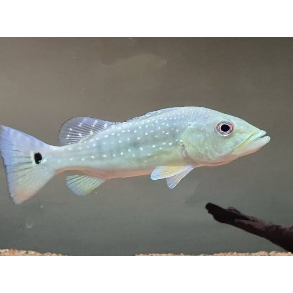 Hiasan Akuarium Pbass Xingu Pure Akuarium