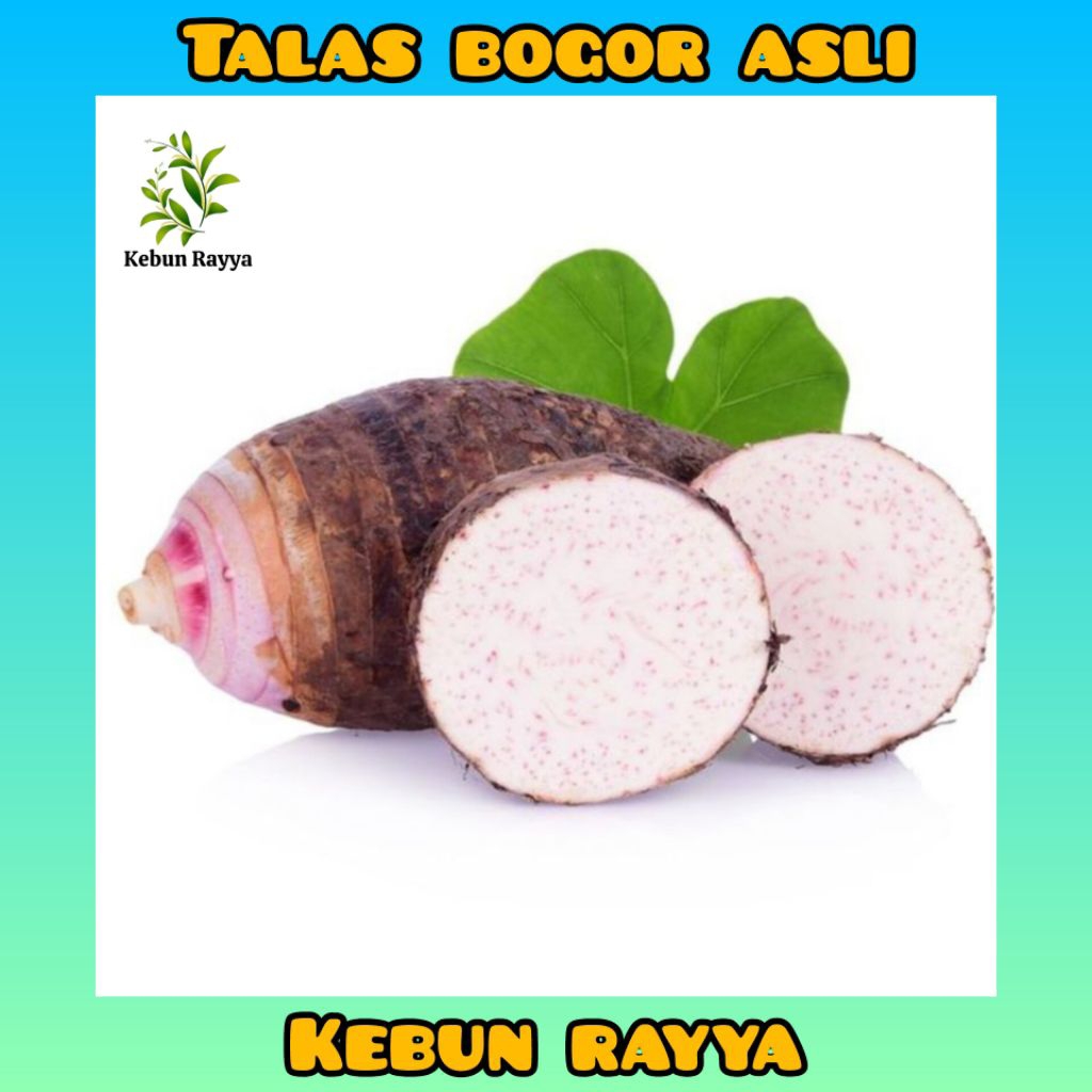 Talas Bogor Asli 100% Dari Kebun Langsung Ubi Talas Bogor Asli Berkualitas