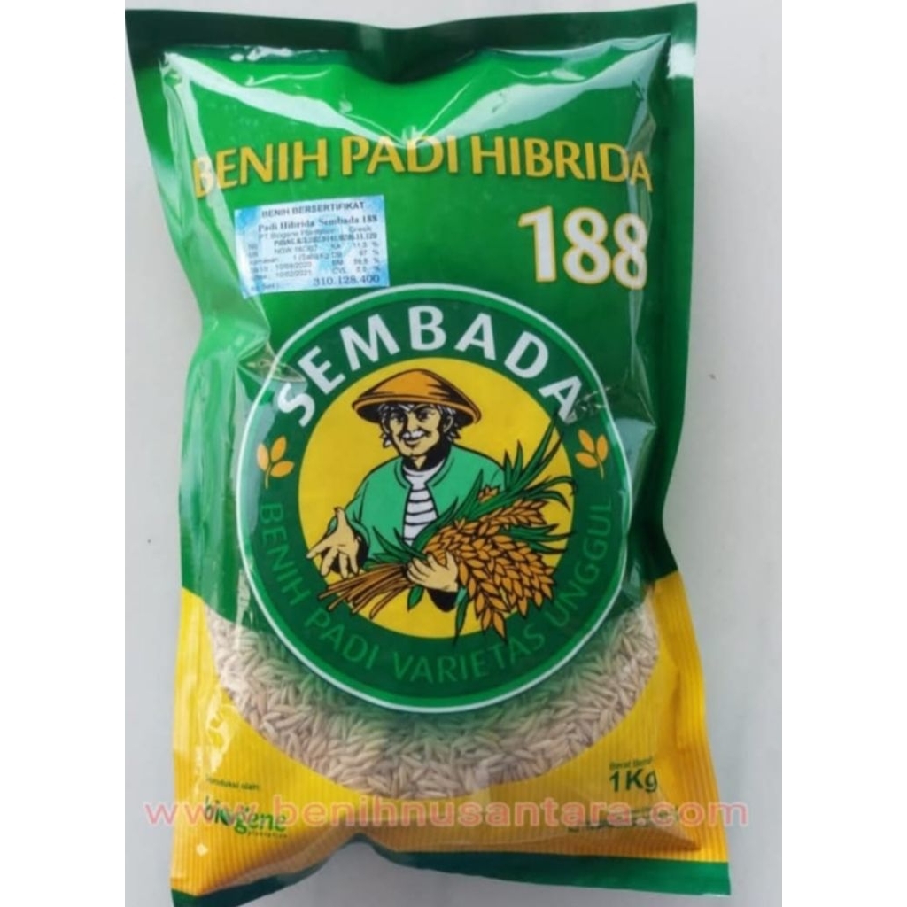 1KG BENIH PADI HIBRIDA SEMBADA 188 ORIGINAL100%
