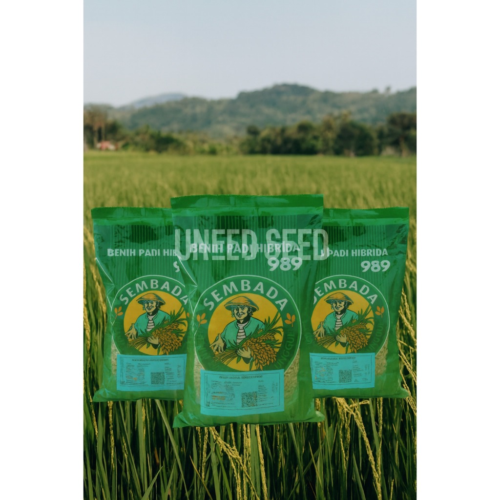 PROMO SPESIAL  1KG BENIH PADI HIBRIDA SEMBADA 989 100% ORIGINAL