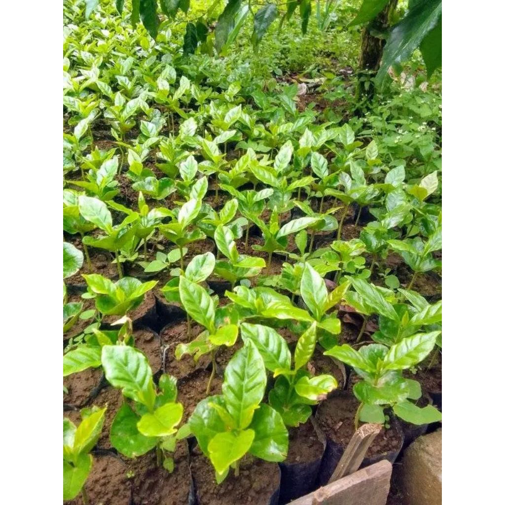 bibit kopi robusta unggul