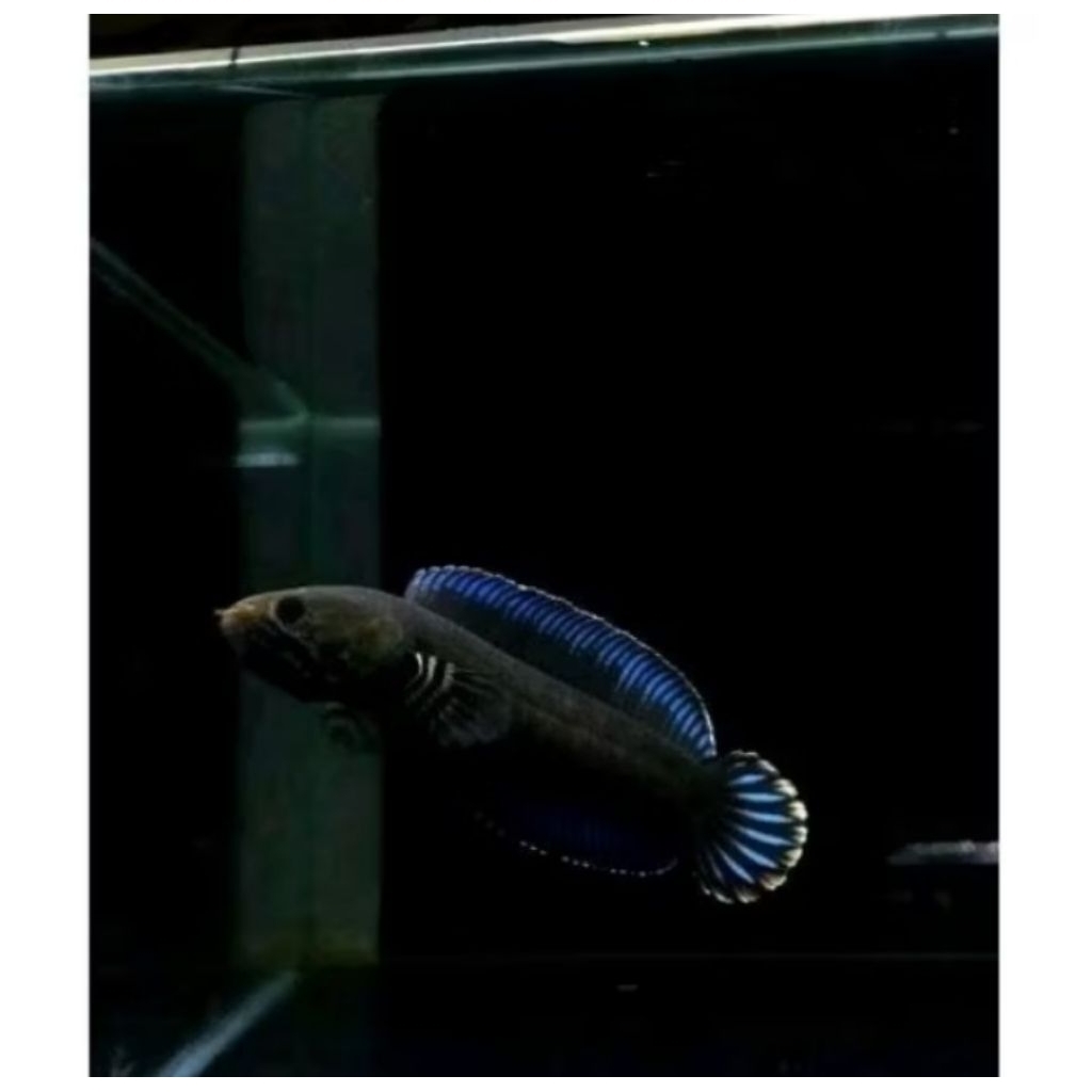 Channa Andrao Sortiran Ganas 5-6-7 Gondrong Grade +++