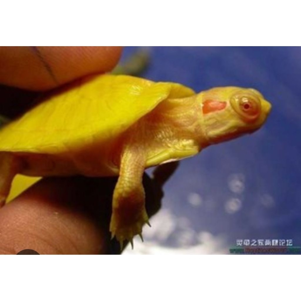 MAINAN KURA ALBINO 3,5-4CM