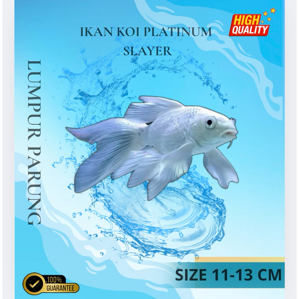3 EKR PENGHIAS AKUARIUM KOI PLATINUM SLAYER SIZE 11-13cm SUPER GONDRONG&PUTIH