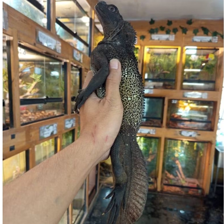 pelet Soa layar hydrosaurus