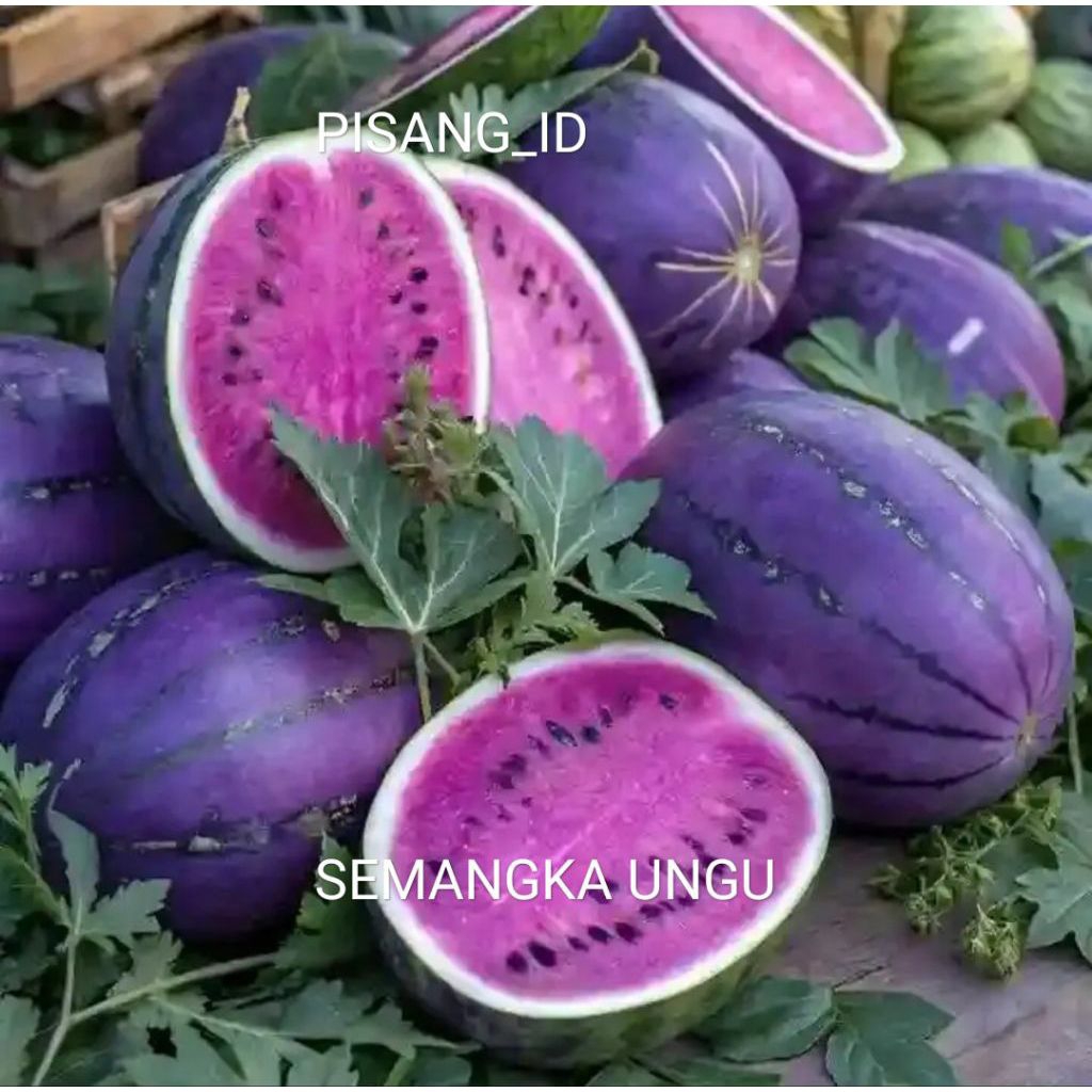 BISA (COD) ISI 30 BIJI SEMANGKA UNGU KUALITAS TERBAIK CEPAT BERBUAH MANIS