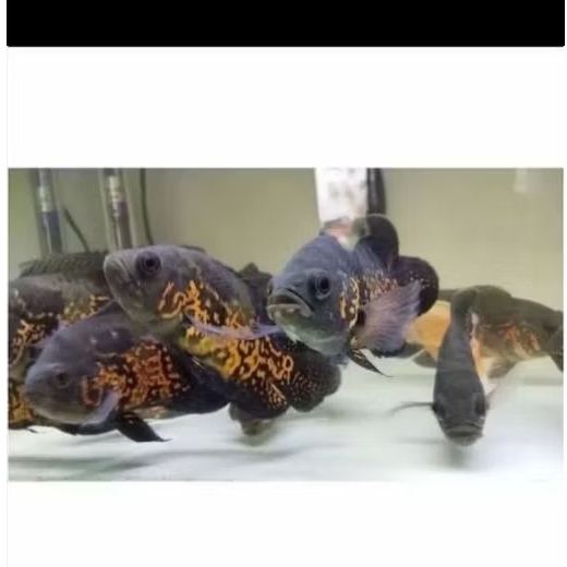 OSCAR TIGER HITAM UKURAN 8-10 CM