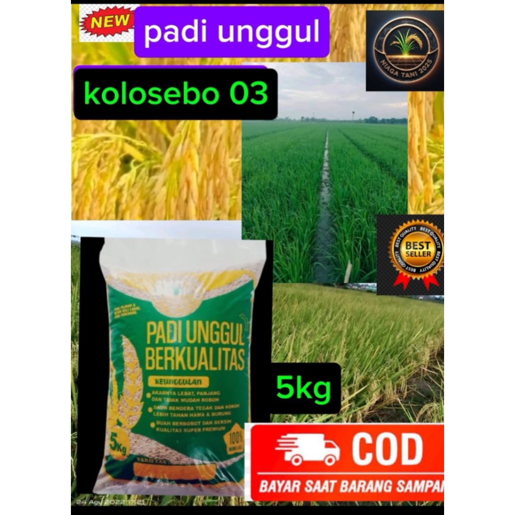 padi unggul kolosebo 03