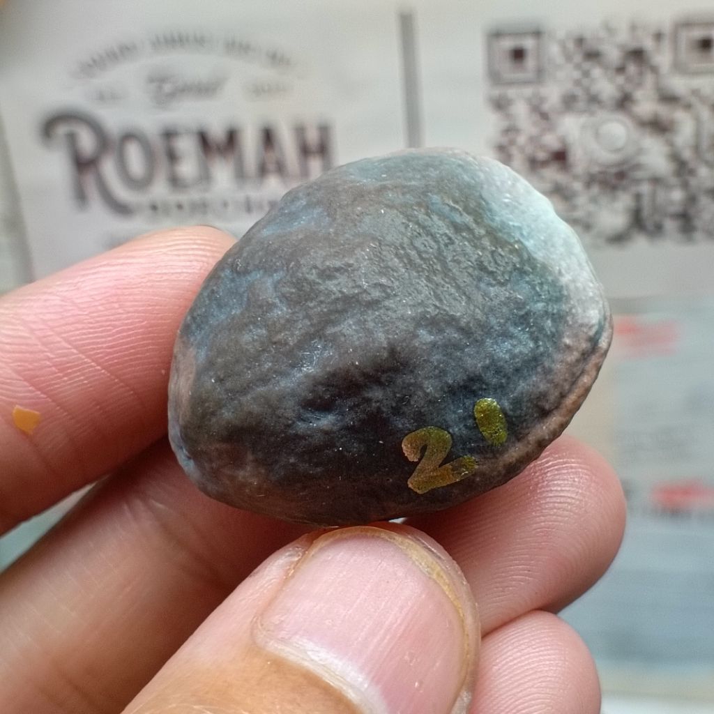 Muncang Adu Anak 4G kode 21