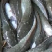 Ikan Lele 1kg
