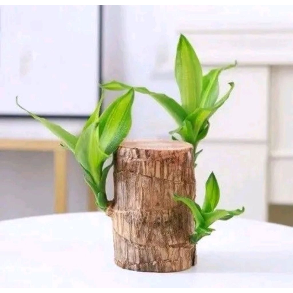 brazilan hanjuang bonsai hanjuang