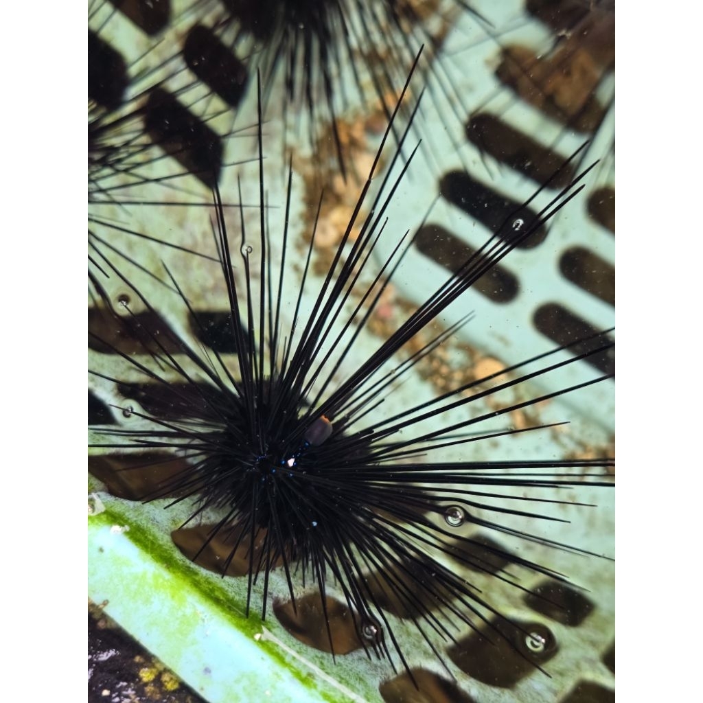 bulu babi lancip bulu panjang. sea urchin hidup air laut. fresh.