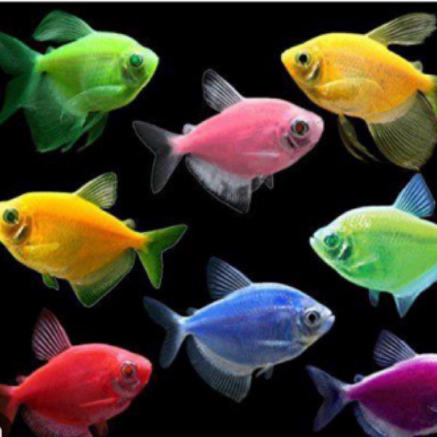 Ikan Hias Glow Fish Warna Warni / Ikan sehat berkwalitas lincah