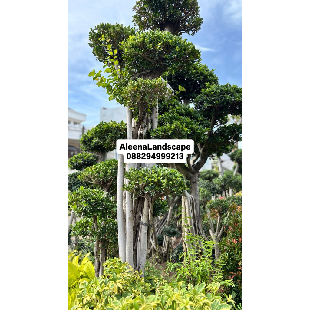 AL - Tanaman Bonsai mikro / bonsai dolar / bonsai
