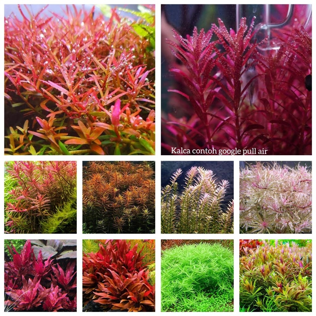 paket tanaman aquascape 200 batang tanaman aquascape hiasan aquarium