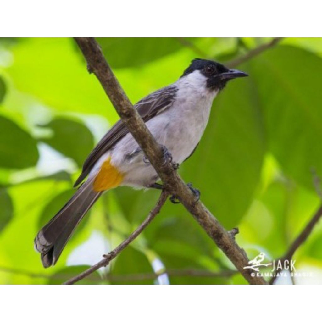 burung kutilang gacor