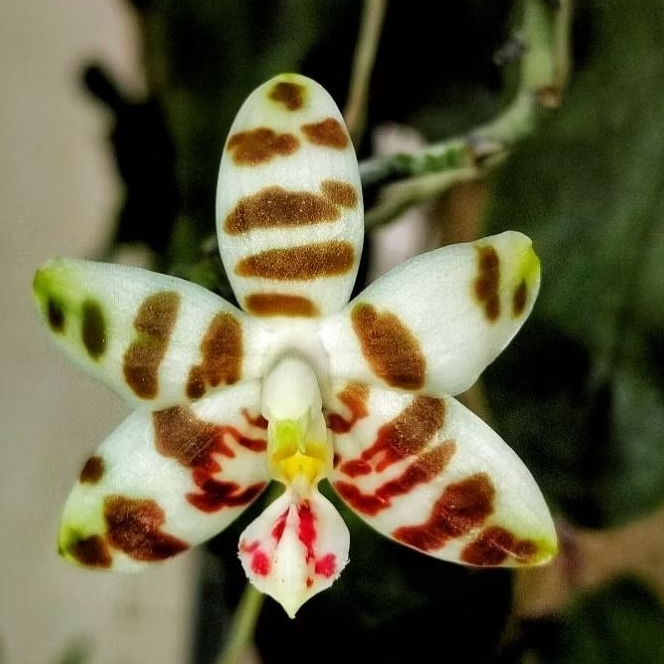 phalaenopsis amboinensis sp var common