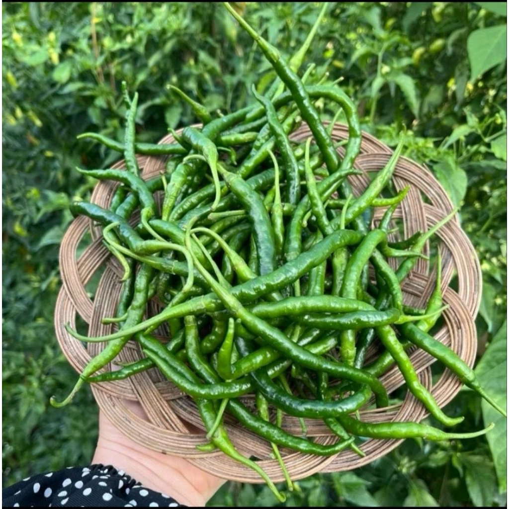 Termurah Cabe Hijau Keriting 1kg / Cabe Keriting Hijau 1kg Dijamin Fresh Segar