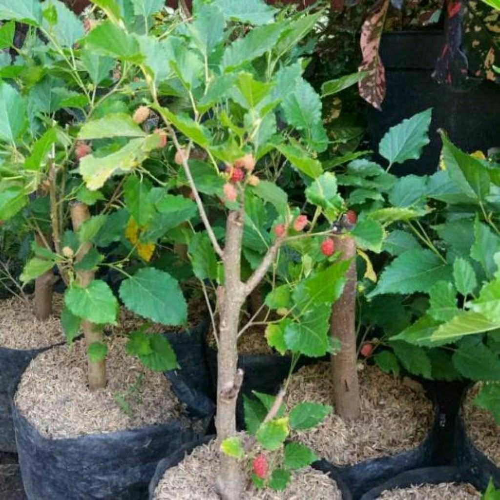 BIBIT POHON MURBEI SUDAH BERAKAR DAN BERBUAH