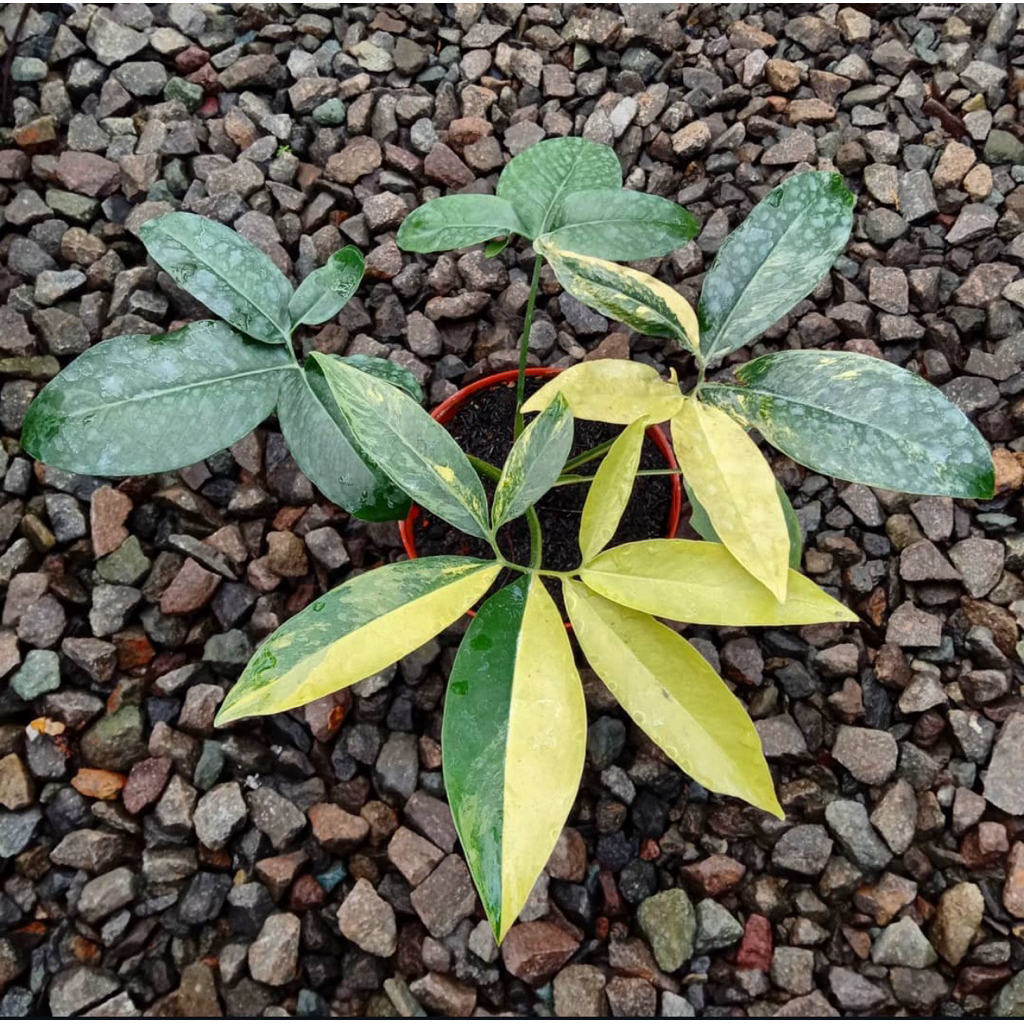 Thaumatophyllum goeldii varigata