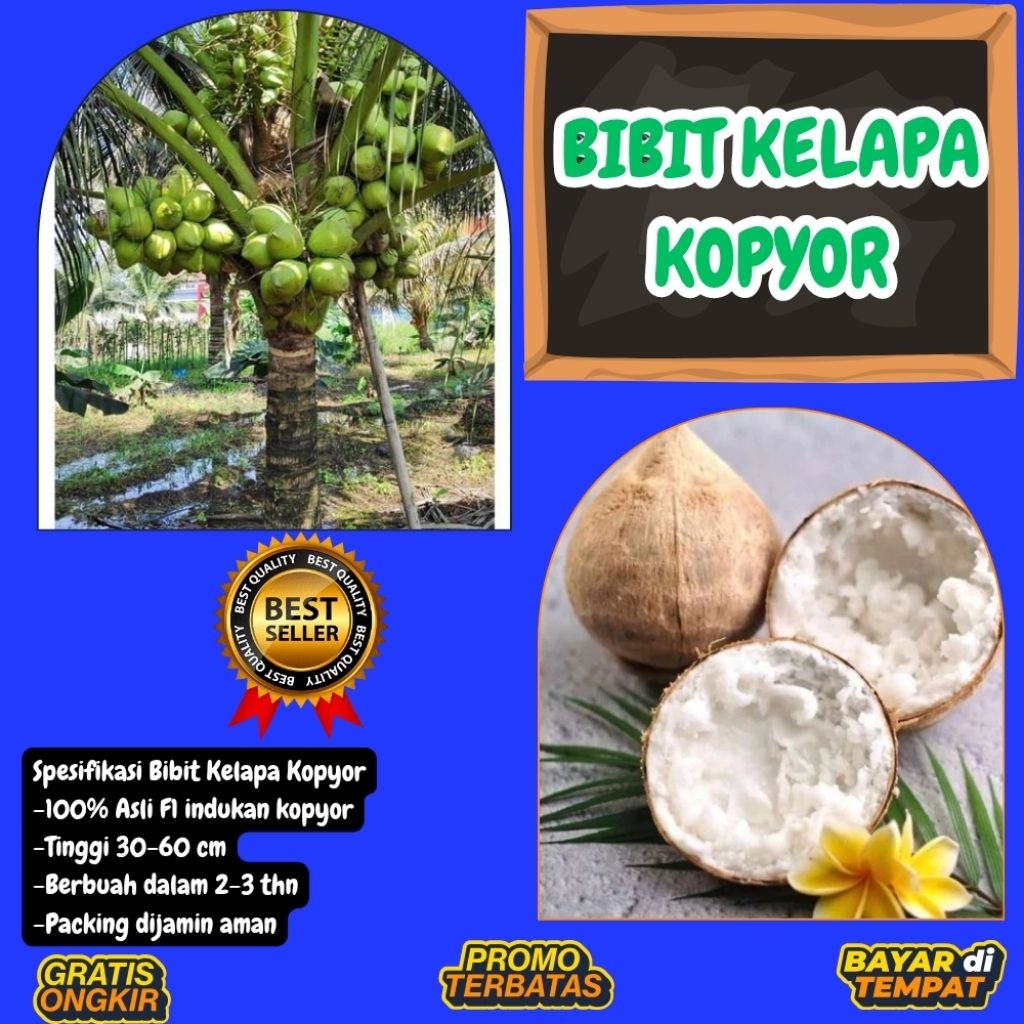 TERPERCAYA  Bibit Kelapa Kopyor Trubus