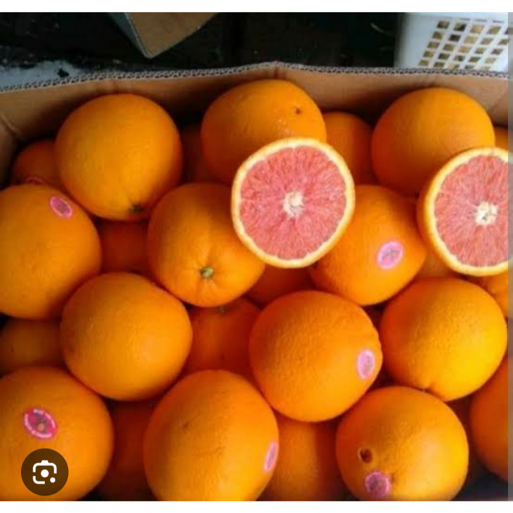 Bibit Jeruk Sunkist Merah Berbuah