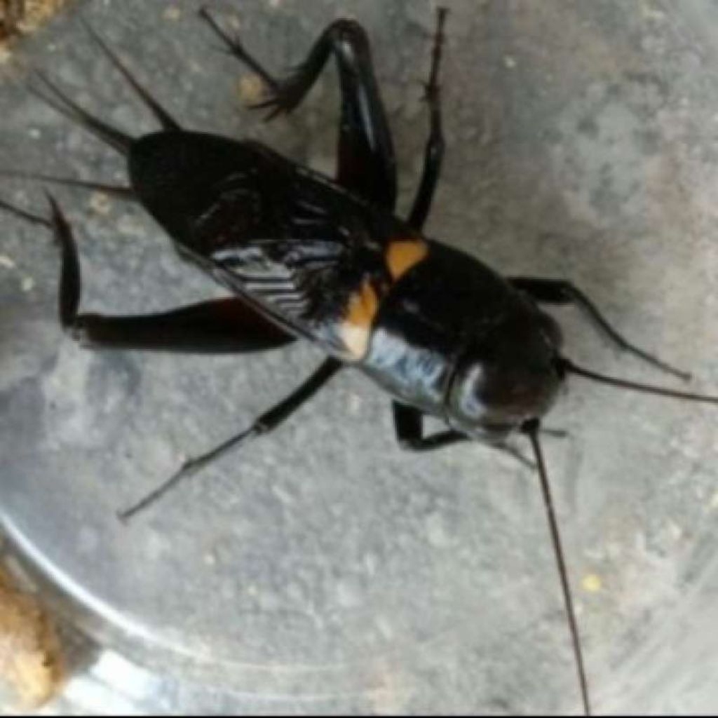 jangkrik pengusir tikus / aduan