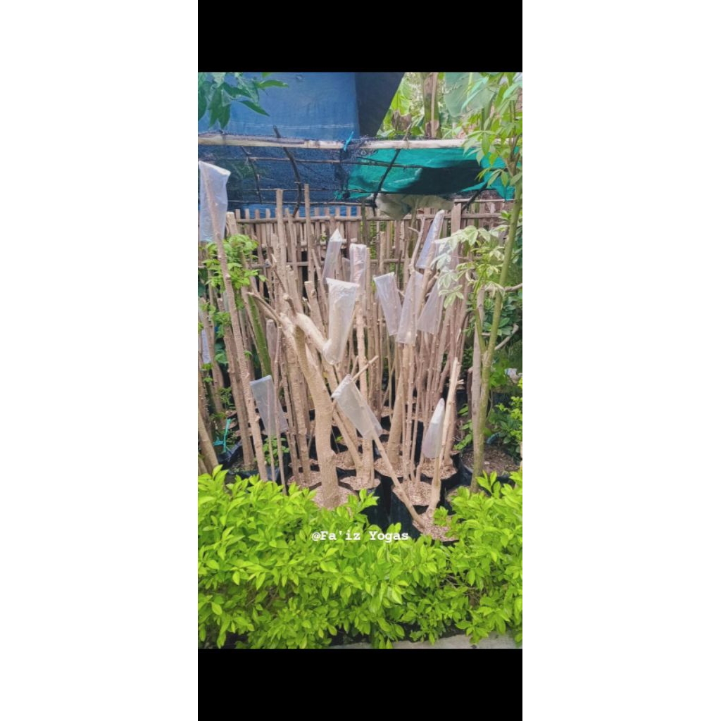 bahan mentaos okulasi anting putri