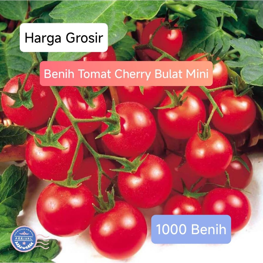 Grosir Benih Tomat Cherry Mini (1000 benih)