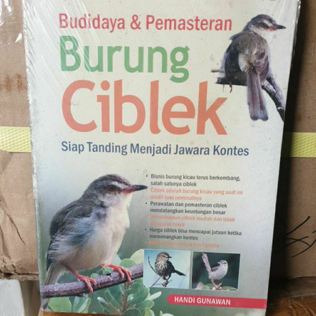 Budidaya burung ciblek