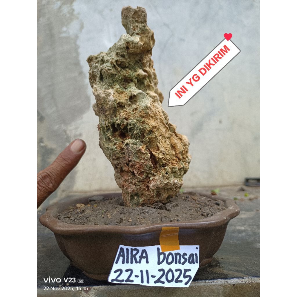 Batu karang gunung untuk bonsai