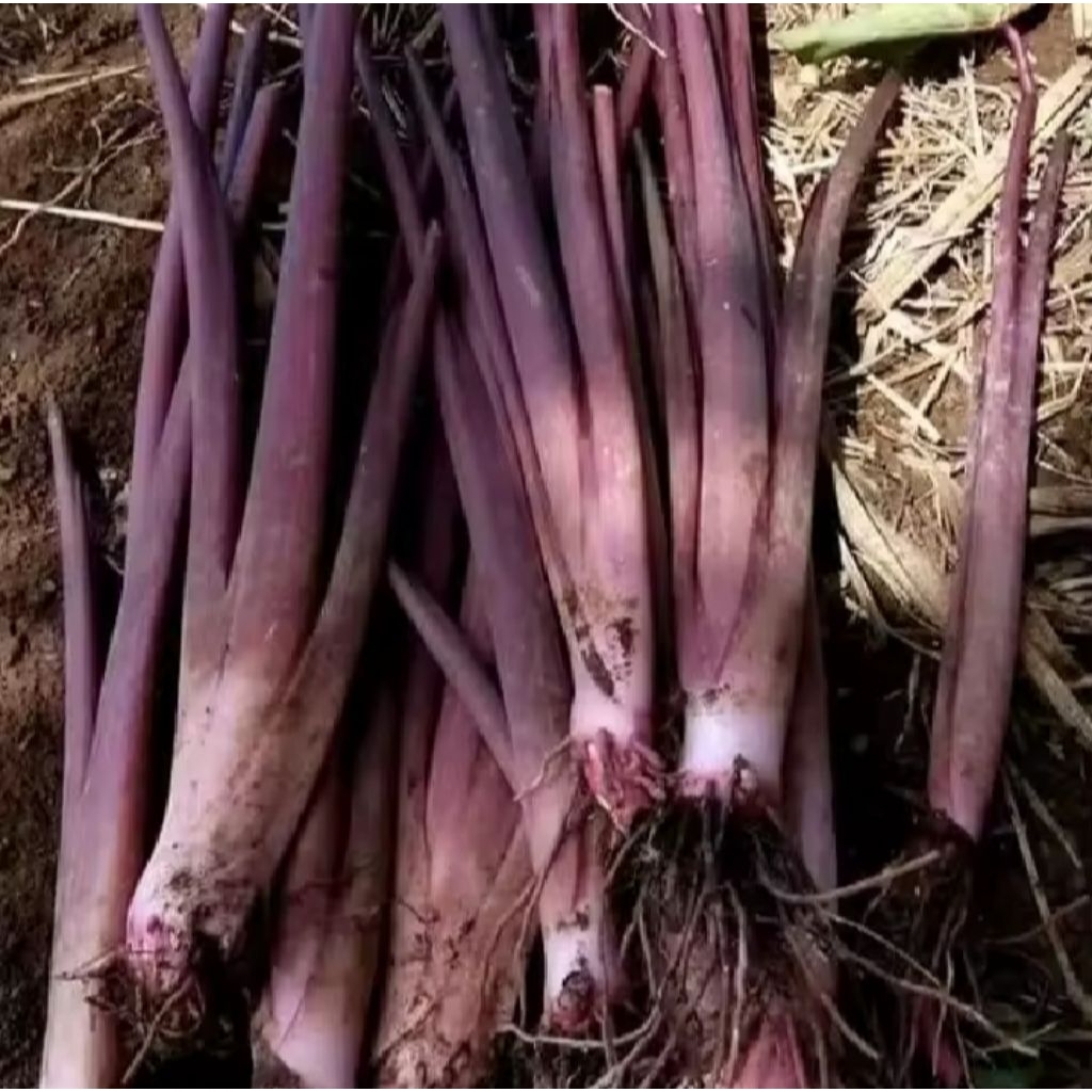 batang talas/lompong batang sayur lompong isi 10 batang