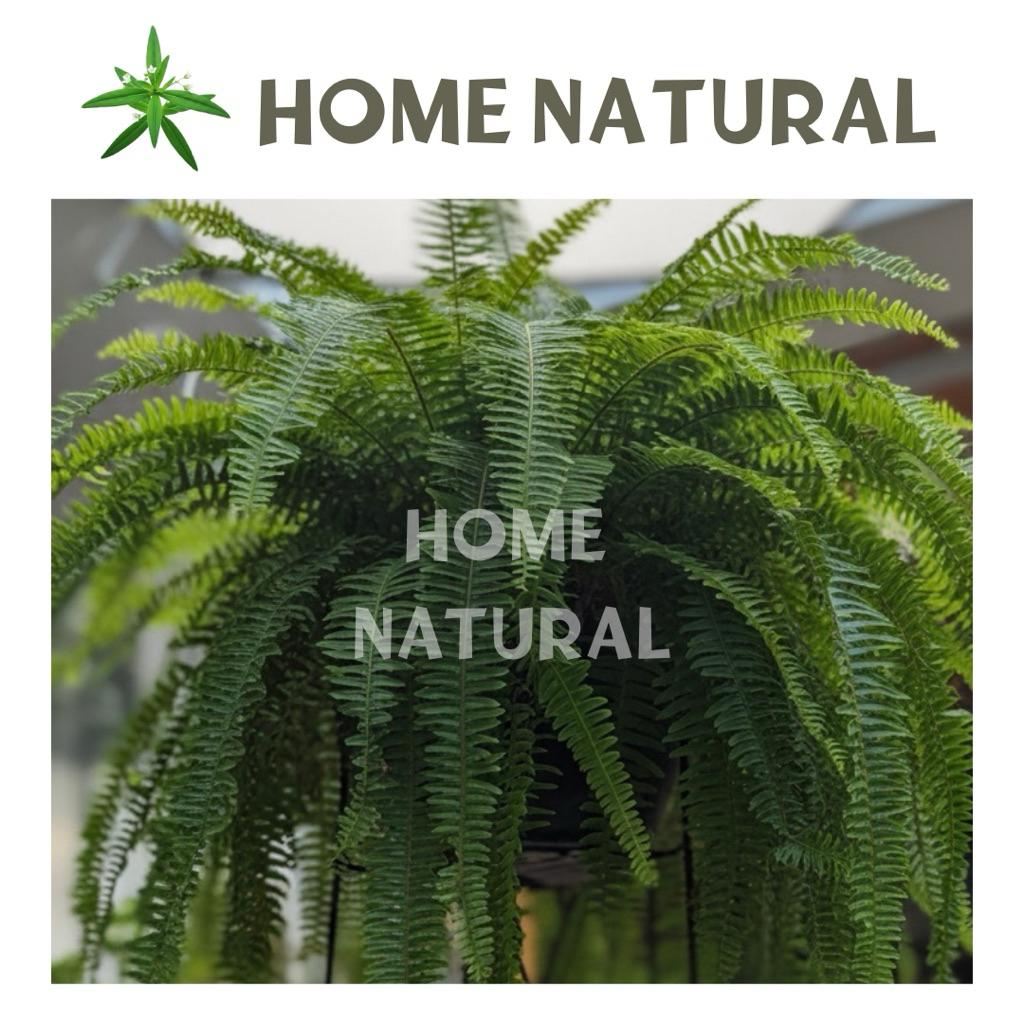 Tanaman Pakis Boston Jumbo - Tanaman Hias Pakis