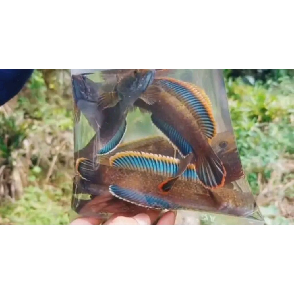 Channa Limbata Jantan Rim tebal size 13-20cm (gratis ongkir)