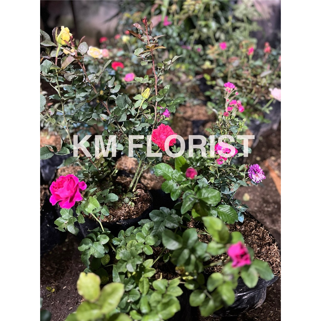 tanaman mawar berbunga, mawar indukan, tanaman mawar indukan, bibit mawar indukan, mawar siap bunga,