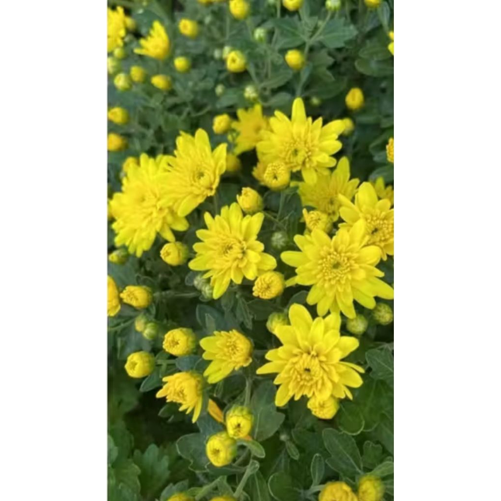 Tanaman hias krisan aster hidup sudah berbunga dalam pot warna kuning || tanaman hias kualitas terba