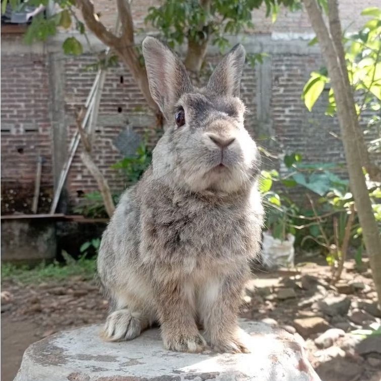 Kelinci Hias Mini Netherland Dwarf (ND) jantan 5bln