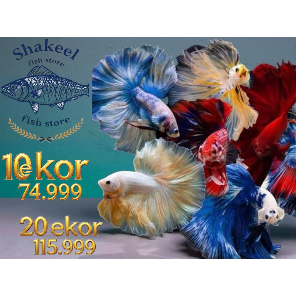 cupang halfmoon lavender rosetail