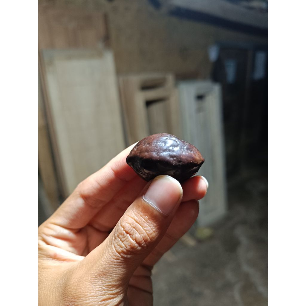 Muncang kemiri Jenis Aduan Jawa UB