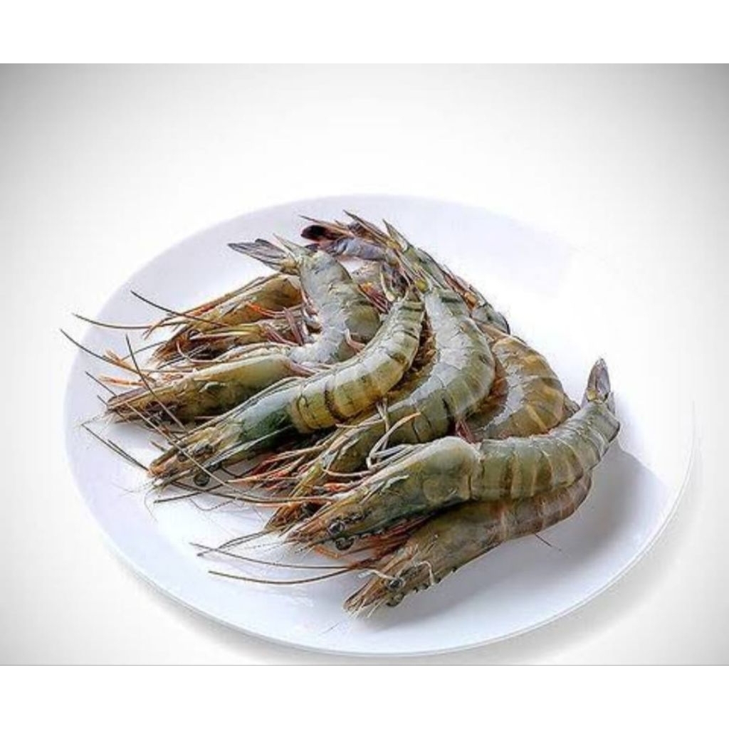 UDANG SEGAR KECIL SEDANG
