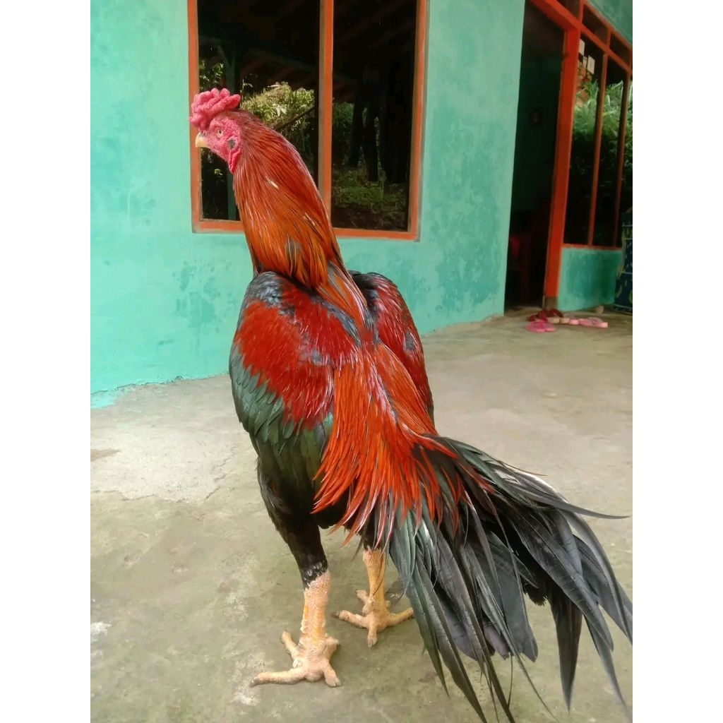 telur tetas ayam pakhoy super brakot