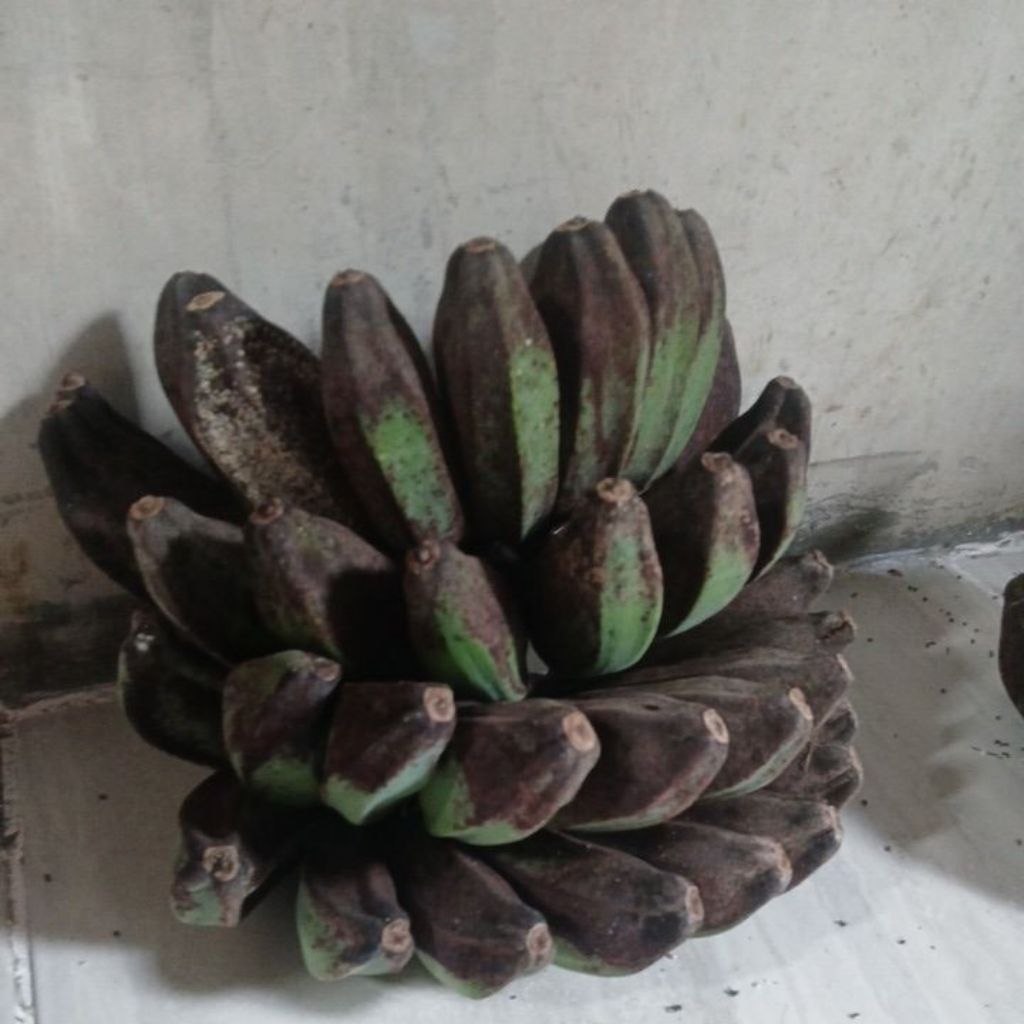 pisang kepok kuning
