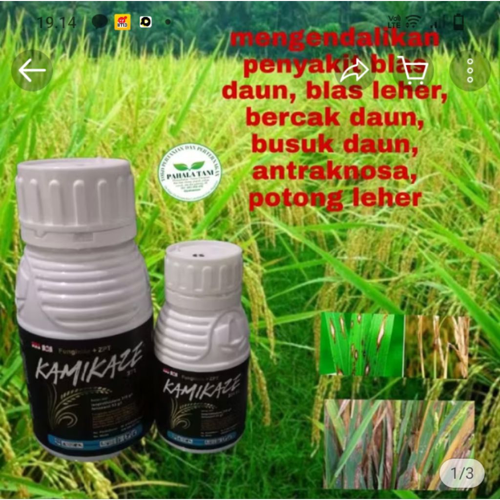 KAMIKAZE/fungisida zpt/zpt/hama blas/blas daun/potong leher/antraknosa/bercak daun/busuk daun/busuk 