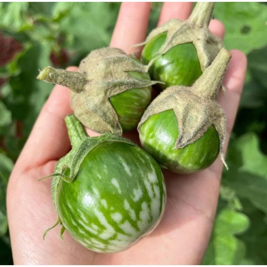 TERMURAH - Bibit Sayuran Terong Lalap Hijau Kenari Unggul