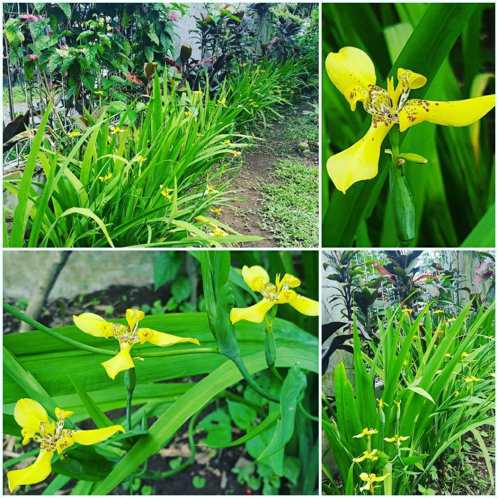 Tanaman hias airis - pohon airis - tanaman bunga airis